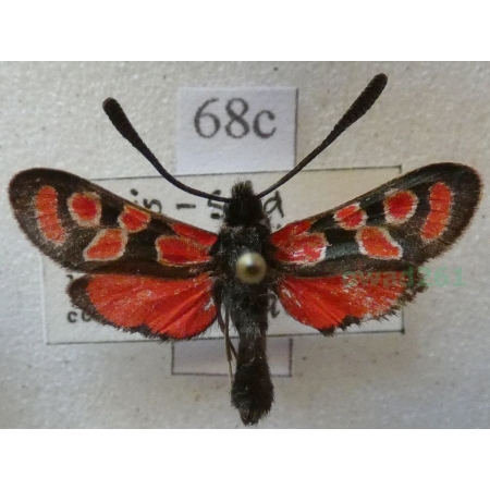 Zygaena youngi Rothschild, 1926 Spain68c